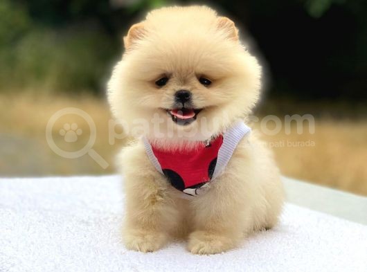 Pomeranian Boo Teddy Face Dişi Yavrumuz görsel