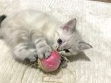 British Tabby Yavrular