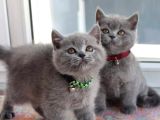 British Shorthair Yavrularım