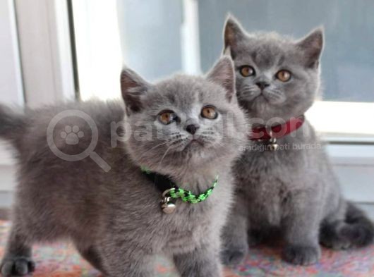 British Shorthair Yavrularım görsel
