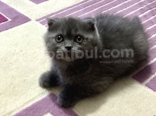 -Sağlikli Saf Şi̇ri̇n Yavru Sahi̇pleri̇ni̇ Bekli̇yor görsel