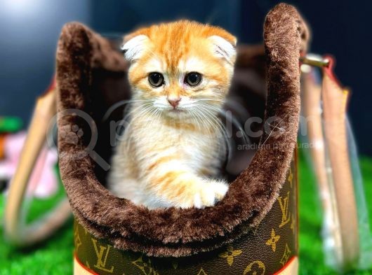 Ender Renk Gold Scotti̇sh Fold görsel
