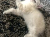 British Tabby Yavrular