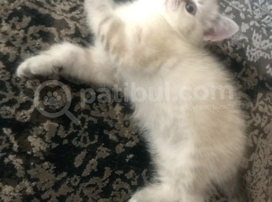 British Tabby Yavrular görsel
