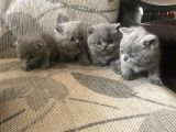 5 Adet Yavrumuz Mevcut 4 Adet British Shorthair 1 Adet Fold