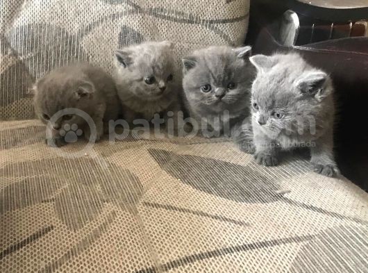 5 Adet Yavrumuz Mevcut 4 Adet British Shorthair 1 Adet Fold görsel