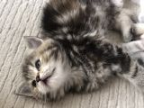 British Tabby Yavrular
