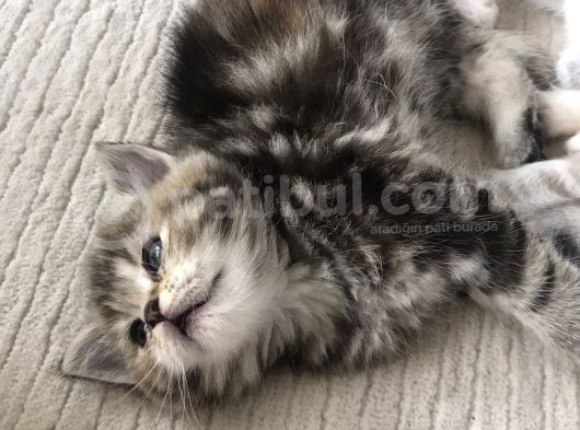 British Tabby Yavrular görsel