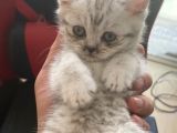 British Shorthair 2 Aylık Yavru Kedi