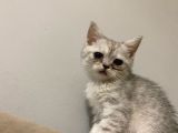 British Shorthair 2 Aylık Yavru Kedi