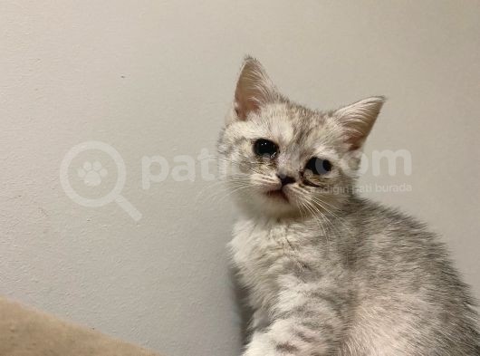 British Shorthair 2 Aylık Yavru Kedi görsel