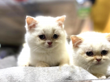 A Kalite British Shorthair Bebekler