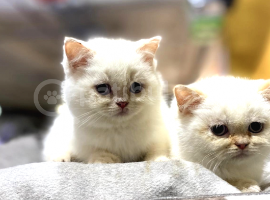 A Kalite British Shorthair Bebekler