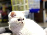 A Kalite British Shorthair Bebekler
