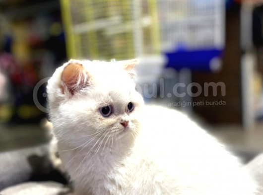 A Kalite British Shorthair Bebekler görsel