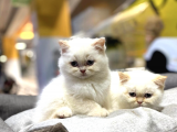A Kalite British Shorthair Bebekler