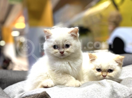 A Kalite British Shorthair Bebekler görsel