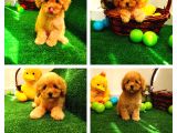 Safkan Toy Boyut Poodle Yavrularimiz
