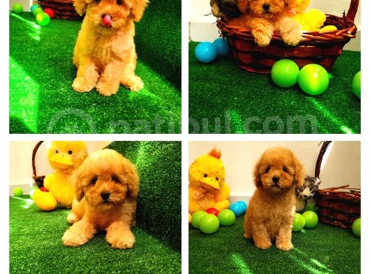 Safkan Toy Boyut Poodle Yavrularimiz