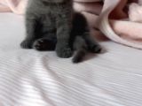 Scottish Fold Blue Point Scottish Fold.british Longhair 5 Haftalik