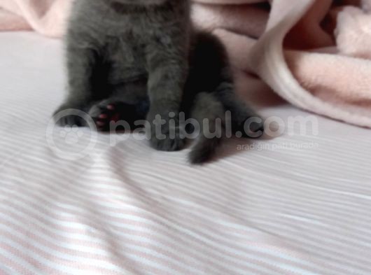 Scottish Fold Blue Point Scottish Fold.british Longhair 5 Haftalik görsel