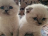 2 Aylık Safkan 3 Ad Blue Point Scottish Fold Ve 1 Ad  Blue Point British Dişi