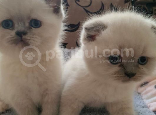 2 Aylık Safkan 3 Ad Blue Point Scottish Fold Ve 1 Ad  Blue Point British Dişi