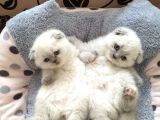 2 Aylık Safkan 3 Ad Blue Point Scottish Fold Ve 1 Ad  Blue Point British Dişi