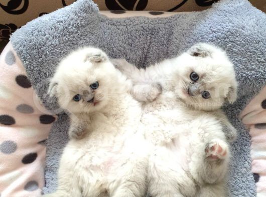 2 Aylık Safkan 3 Ad Blue Point Scottish Fold Ve 1 Ad  Blue Point British Dişi görsel
