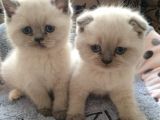 2 Aylık Safkan 3 Ad Blue Point Scottish Fold Ve 1 Ad  Blue Point British Dişi