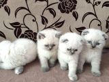 2 Aylık Safkan 3 Ad Blue Point Scottish Fold Ve 1 Ad  Blue Point British Dişi