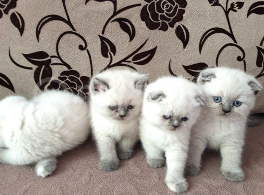 2 Aylık Safkan 3 Ad Blue Point Scottish Fold Ve 1 Ad  Blue Point British Dişi görsel