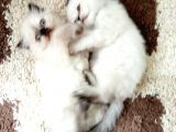 2 Aylık Erkek Iran Ve Chinchilla
