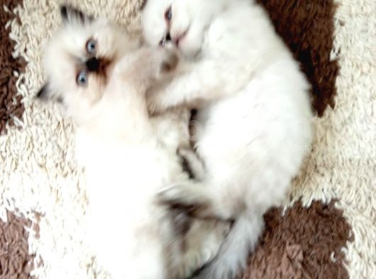 2 Aylık Erkek Iran Ve Chinchilla