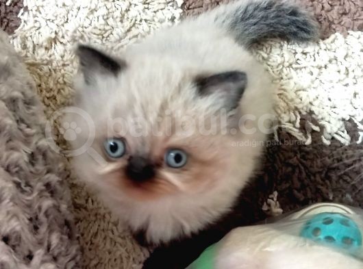 2 Aylık Erkek Iran Ve Chinchilla görsel
