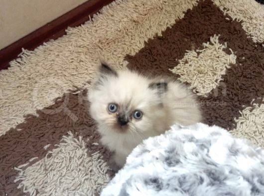 2 Aylık Erkek Iran Ve Chinchilla görsel