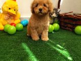 Safkan Toy Boyut Poodle Yavrularimiz