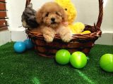 Safkan Toy Boyut Poodle Yavrularimiz