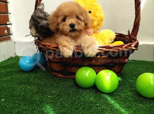 Safkan Toy Boyut Poodle Yavrularimiz görsel