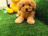 Safkan Toy Boyut Poodle Yavrularimiz