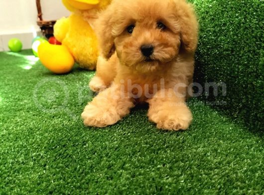 Safkan Toy Boyut Poodle Yavrularimiz görsel