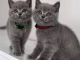 British Shorthair Yavrularım