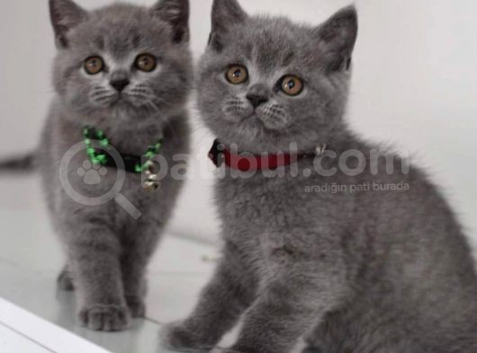 British Shorthair Yavrularım