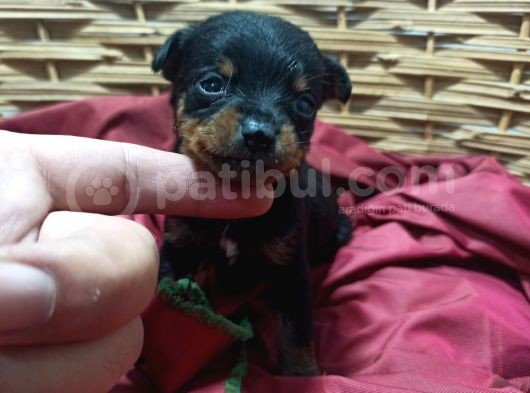 Minyatür Pinscher Bebekler