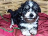 Sıfır Numara Terrier Bebekler