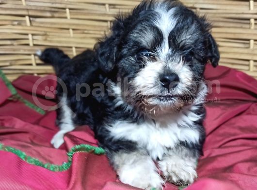 Sıfır Numara Terrier Bebekler