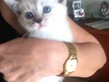 Sevi̇mli̇ Pitirciklar