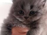 Scottish Fold Blue Point Scottish Fold.british Longhair 5 Haftalik
