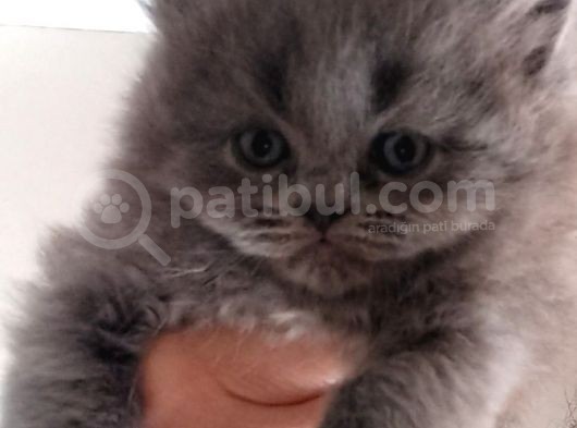 Scottish Fold Blue Point Scottish Fold.british Longhair 5 Haftalik görsel
