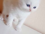British Shorthair Mavi Gözlü Bebekler